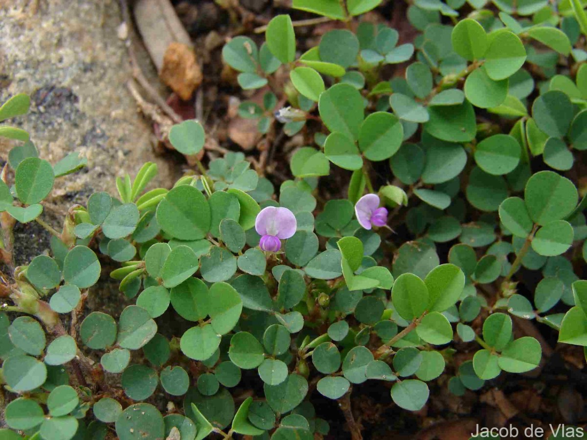 Grona triflora (L.) H.Ohashi & K.Ohashi